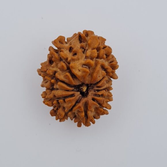 12 Mukhi Nepal Rudraksh