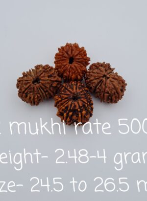 12 Mukhi Nepal Rudraksh