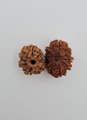 9 Mukhi Nepal Rudraksh