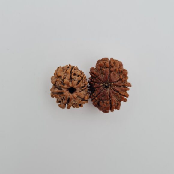 9 Mukhi Nepal Rudraksh
