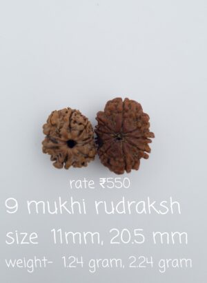 9 Mukhi Nepal Rudraksh