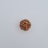 5 Mukhi Nepal Rudraksh