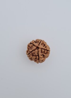 5 Mukhi Nepal Rudraksh