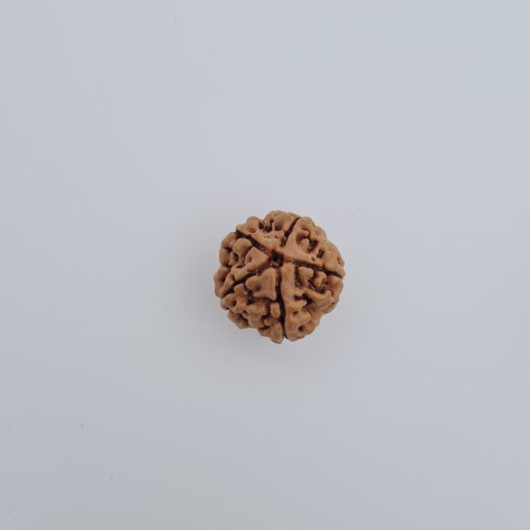 5 Mukhi Nepal Rudraksh