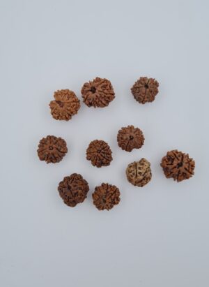8 Mukhi Nepal Rudraksh