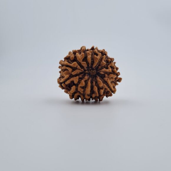 13 Mukhi Nepal Rudraksh