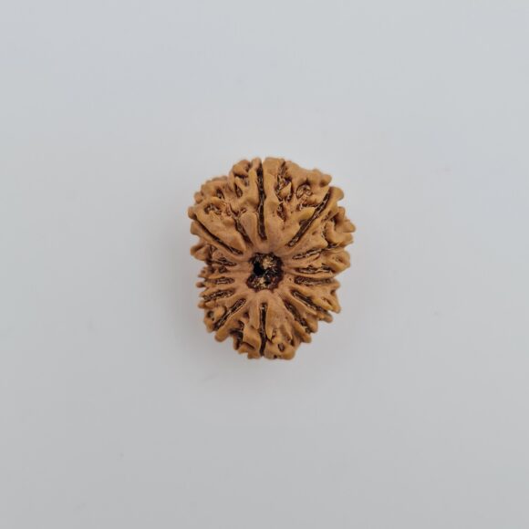13 Mukhi Nepal Rudraksh
