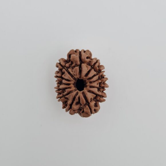 13 Mukhi Nepal Rudraksh