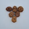 13 Mukhi Nepal Rudraksh