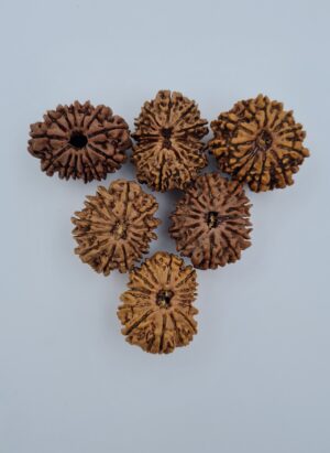 13 Mukhi Nepal Rudraksh