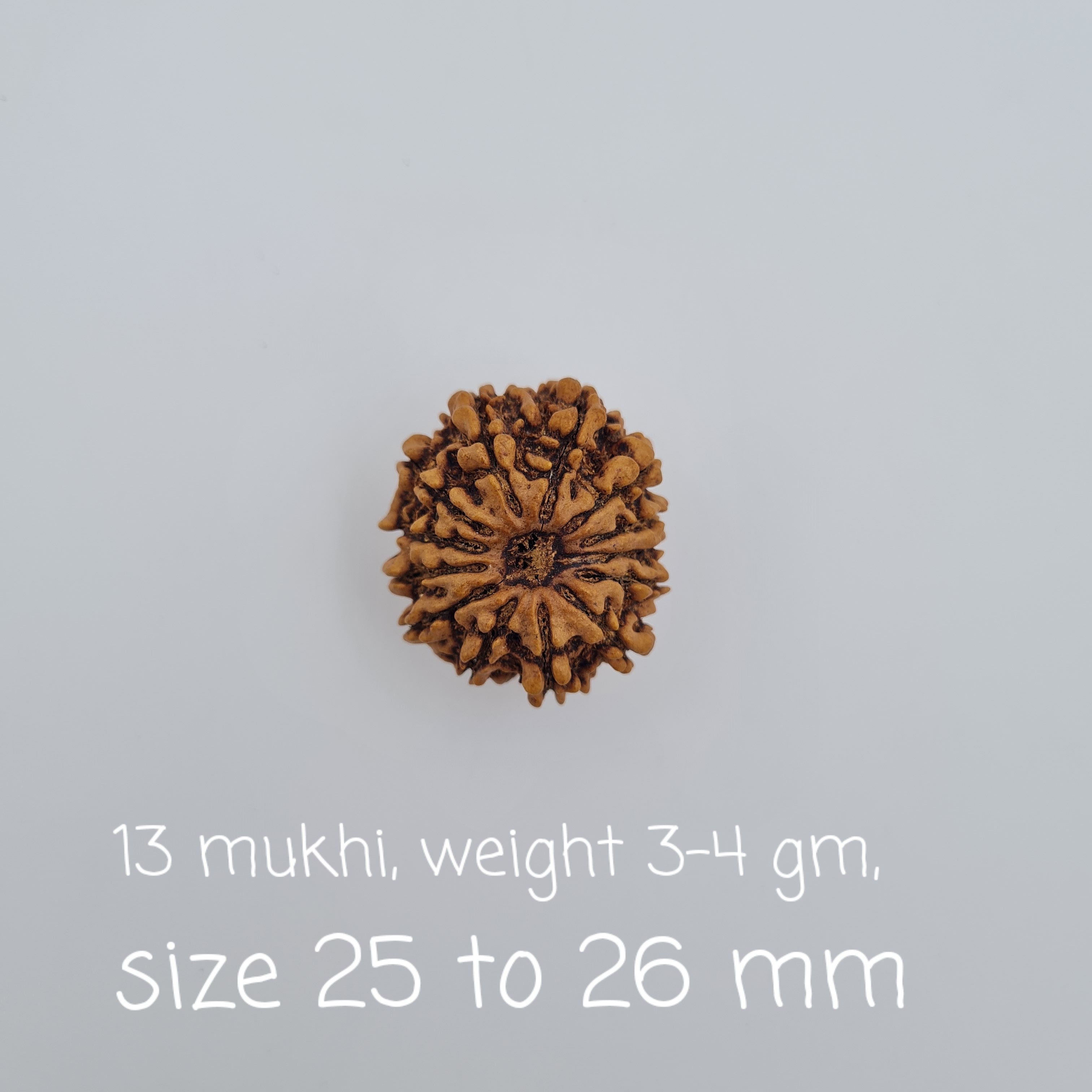 13 Mukhi Nepal Rudraksh