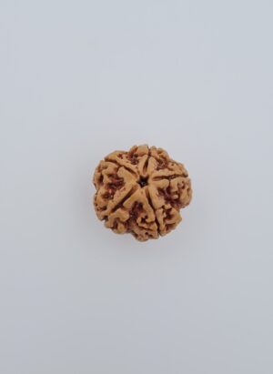 5 Mukhi Nepal Rudraksh