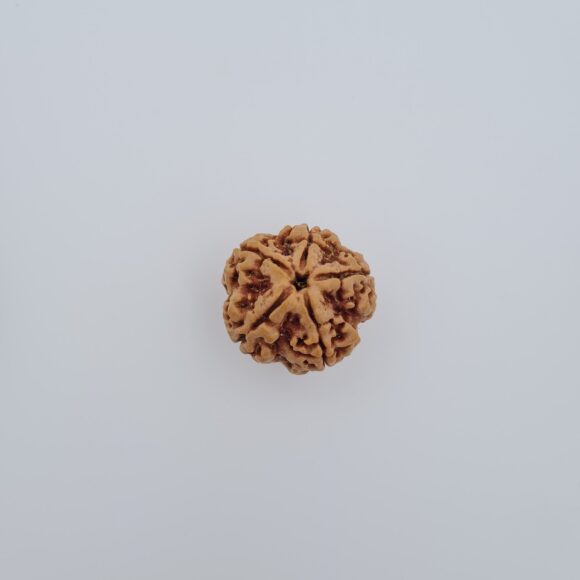 5 Mukhi Nepal Rudraksh