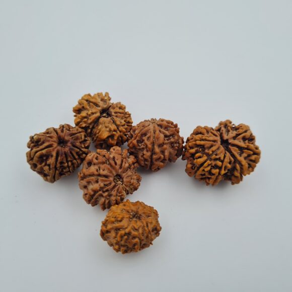 9 Mukhi Nepal Rudraksh