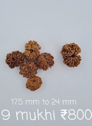 9 Mukhi Nepal Rudraksh