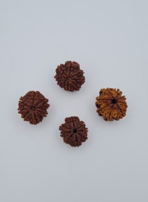 8 Mukhi Nepal Rudraksh