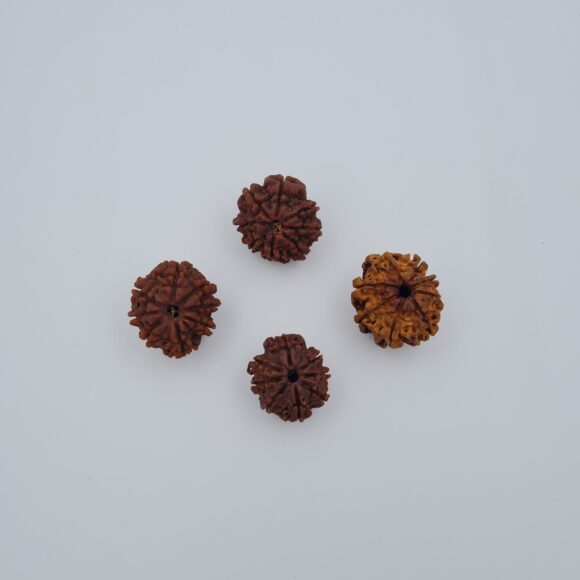 8 Mukhi Nepal Rudraksh