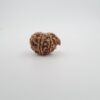 8 Mukhi Nepal Ganesh Rudraksh