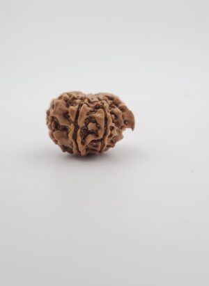 8 Mukhi Nepal Ganesh Rudraksh