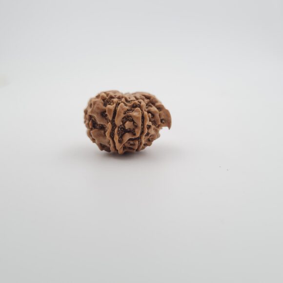 8 Mukhi Nepal Ganesh Rudraksh