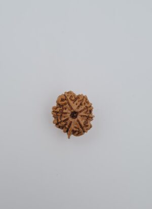 8 Mukhi Nepal Ganesh Rudraksh