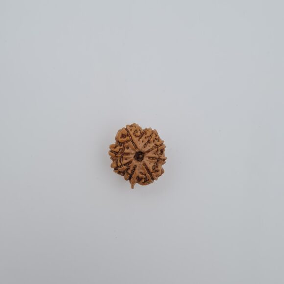 8 Mukhi Nepal Ganesh Rudraksh