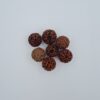 8 Mukhi Indonesia Rudraksh
