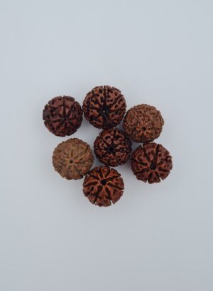 8 Mukhi Indonesia Rudraksh