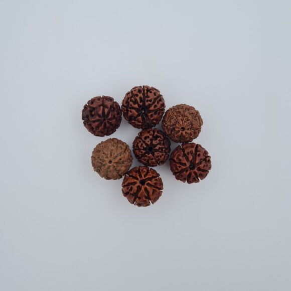 8 Mukhi Indonesia Rudraksh