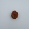 10 Mukhi Rudraksha - Nepal - 26+ mm - Image 2