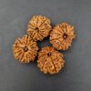11 Mukhi Rudraksha - Nepal - Small - Image 2