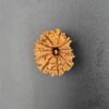 11 Mukhi Rudraksha - Nepal - Small