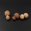 13 Mukhi Gauri-Shankar Rudraksha - Indonesia