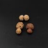 13 Mukhi Gauri-Shankar Rudraksha - Indonesia - Image 2