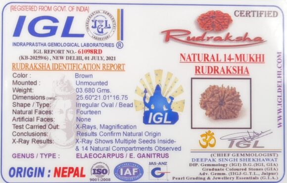 14 Mukhi Rudraksh - Nepal - 61098RD - Image 2
