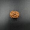 14 Mukhi Rudraksh - Nepal - 61098RD