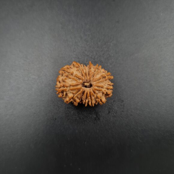 14 Mukhi Rudraksh - Nepal - 61098RD