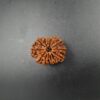14 Mukhi Rudraksh - Nepal - 58168RD