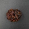 14 Mukhi Rudraksh - Nepal - 45564RD
