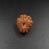 14 Mukhi Rudraksh - Nepal - 63000RD