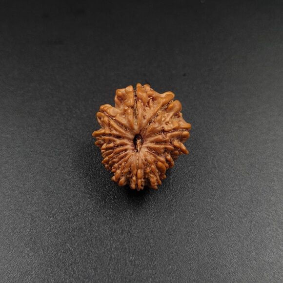 14 Mukhi Rudraksh - Nepal - 63000RD