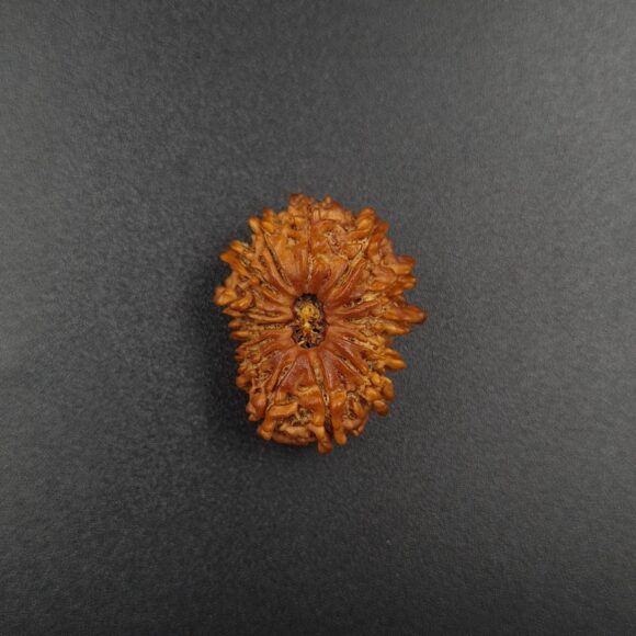 14 Mukhi Rudraksh - Nepal - 61095RD