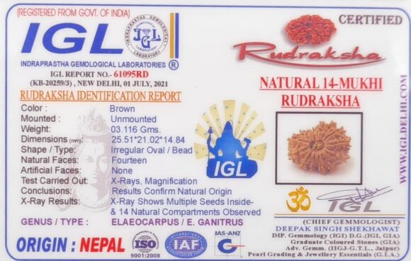 14 Mukhi Rudraksh - Nepal - 61095RD - Image 2