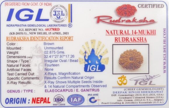 14 Mukhi Rudraksh - Nepal - 60378RD - Image 2