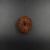 14 Mukhi Rudraksh - Nepal - 60378RD