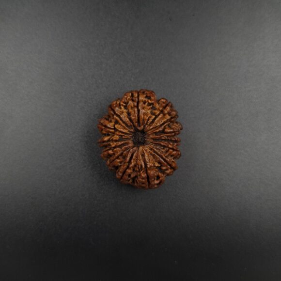14 Mukhi Rudraksh - Nepal - 60378RD