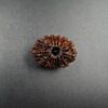14 Mukhi Rudraksh - Nepal - 38618RD