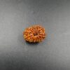 14 Mukhi Rudraksh - Nepal - 60360RD