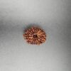 14 Mukhi Rudraksh - Nepal - 58169RD