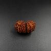14 Mukhi Gauri-Shankar Rudraksh - Nepal - 57696RD - Image 2